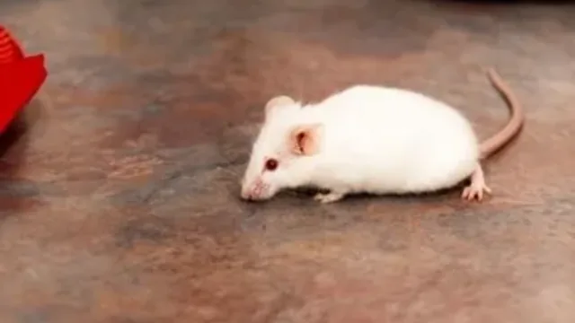 How to Get Rid of Mice