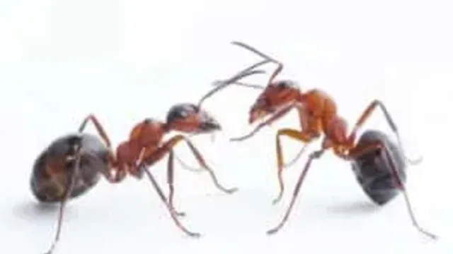 Should You Worry About Ants in Your Kitchen?