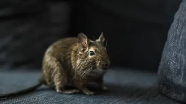 Top Rodent Entry Points into a Home & How to Seal Them Out