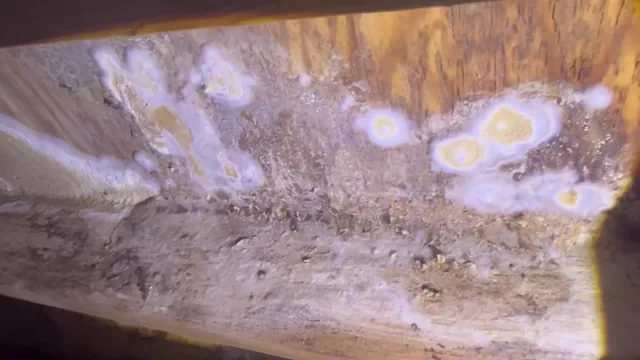 White and gray growth-like material visible on wood framing in a Virginia Beach crawl space.