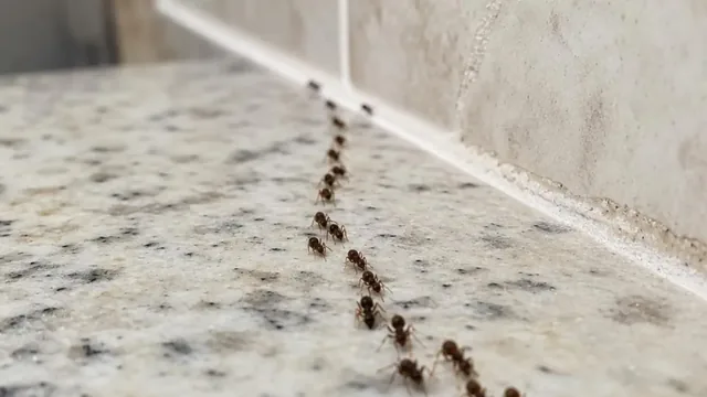 A line of small dark ants trailing along the edge of a kitchen countertop toward the caulk seam at the backsplash.