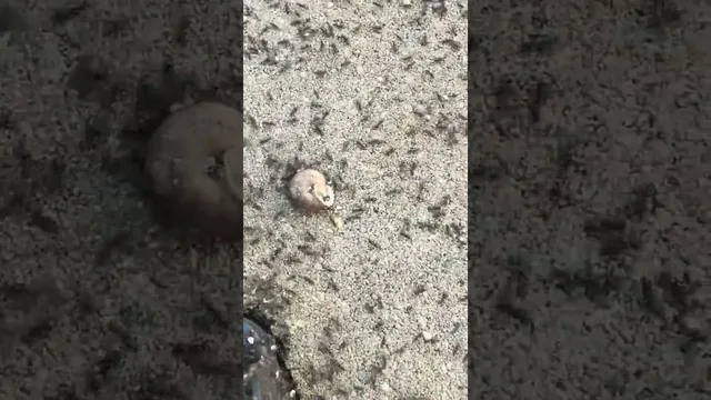 Video thumbnail for Universal Pest's footage of an ant colony found in a rodent bait station in Thoroughgood, Virginia Beach.