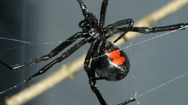 Spiders in Portsmouth, VA: Comprehensive Homeowner Guide