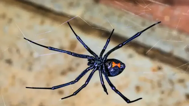 Black widow spider on a web; illustrative species photo, not the Kings Grant garage footage.