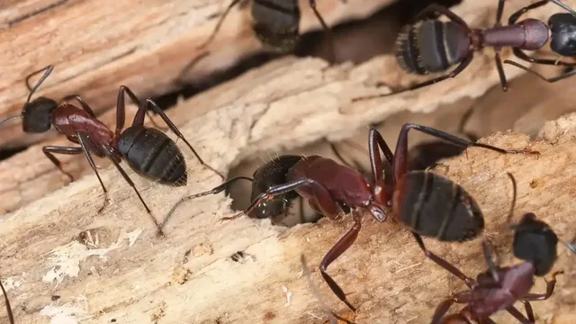Ants in Virginia Beach, VA: Comprehensive Homeowner Guide