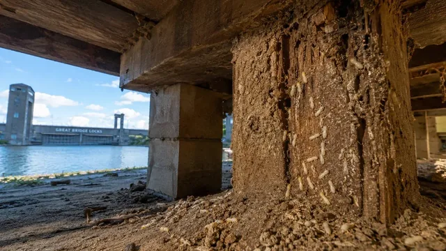 The Subterranean Siege: Why Great Bridge’s Clay Soils Call for Advanced Termite Defense