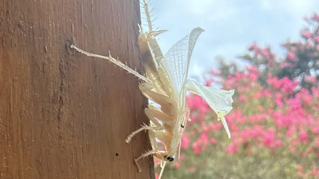 A pale live cockroach on exterior trim in Little Neck, Virginia Beach.