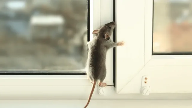 Rats in Your Virginia Beach Attic: What Removal, Exclusion and Restoration Cost