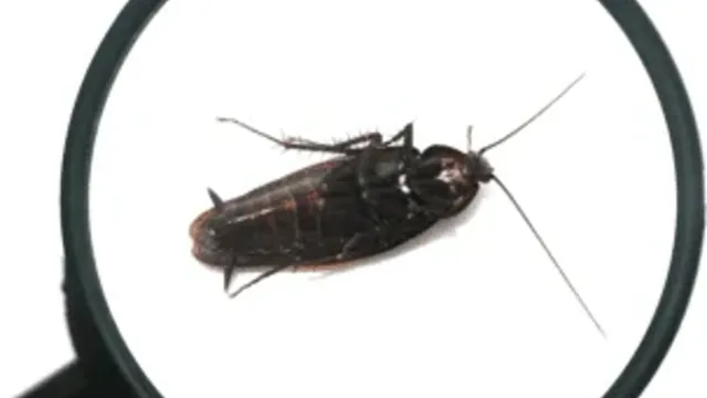 The Role of Technology in Modern Pest Control