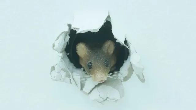 Lake Taylor Winter Pest Prep: Stop Rodents Before They Enter