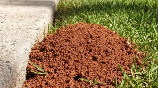 A loose dome of freshly worked soil forming a fire ant mound in a sunny lawn at the edge of a concrete patio slab.