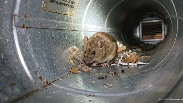 Rodents in Your Home’s Air Ducts in Chesapeake: The Hidden Health and Comfort Hazard