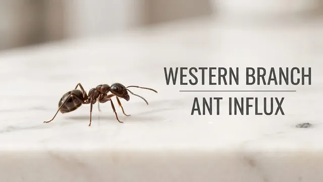 The Western Branch Ant Influx: Why Spraying Can Actually Make Your Problem Worse