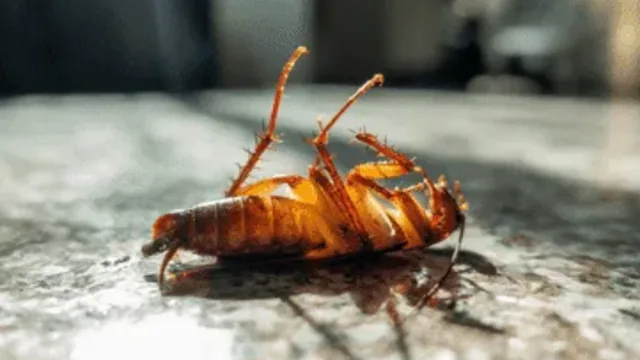 Dangers of DIY Pest Control: When to Call the Professionals