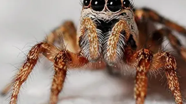 Spider Infestations in Virginia