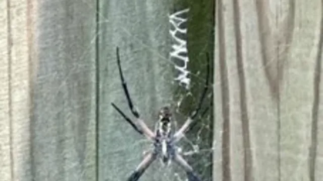 Lake Terrace Spider Control: A Virginia Wesleyan University Area Homeowner’s Guide to Identification and Removal