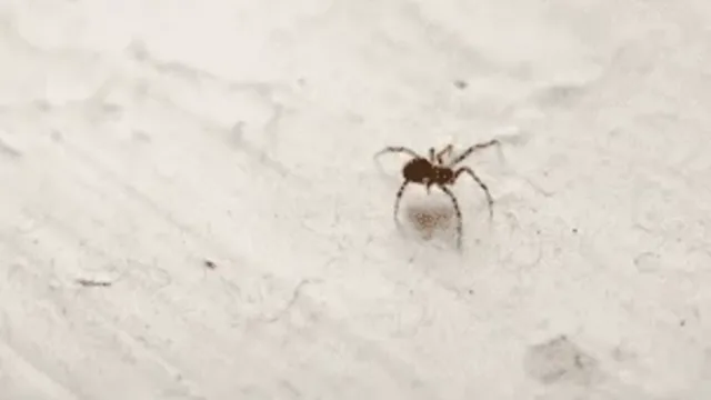 How do Spiders Survive the Winter Months?