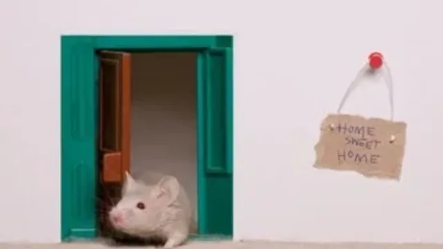 Mice Prevention 101