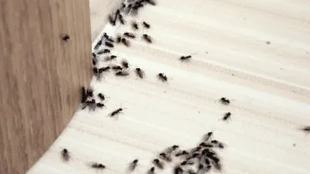 The Ultimate Guide to Effective Ant Control: Tips, Tricks, and Prevention