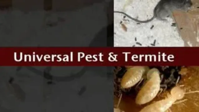 Norfolk Pest Control Services: Your Complete Guide