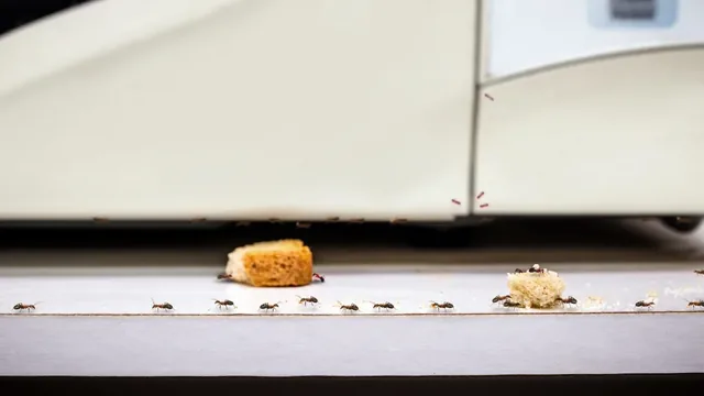 How to Break Ant Trails in Suffolk Kitchens