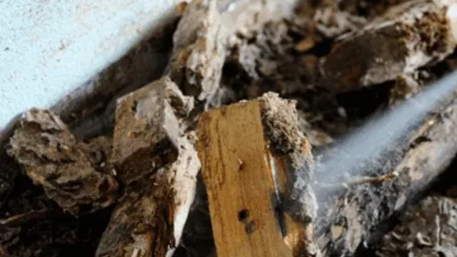 How To Keep Termites Out Of The House
