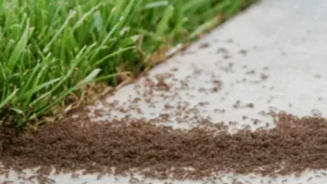 Ants Found Nesting Inside a Termite Baiting Station in Virginia Beach, VA