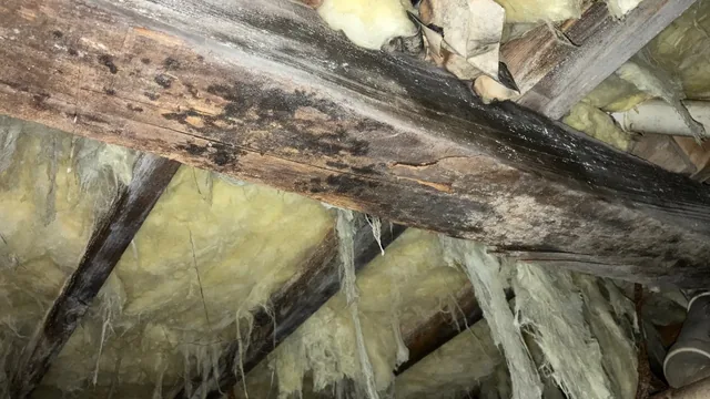 The ‘Glass of Water’ Effect: Why Your Hampton Roads Crawl Space is Sweating This Summer