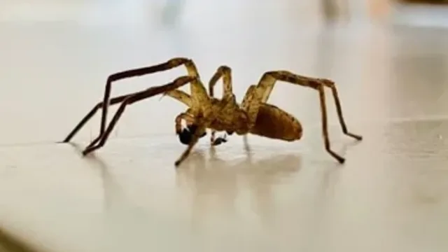Can Professional Pest Control Actually Get Rid of Spiders?