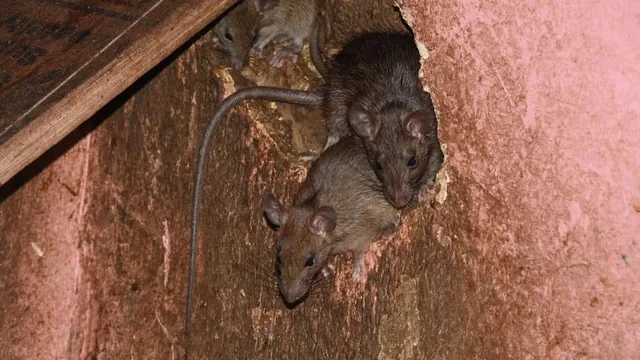 Signs of Mice Infestation in Hampton Roads Homes