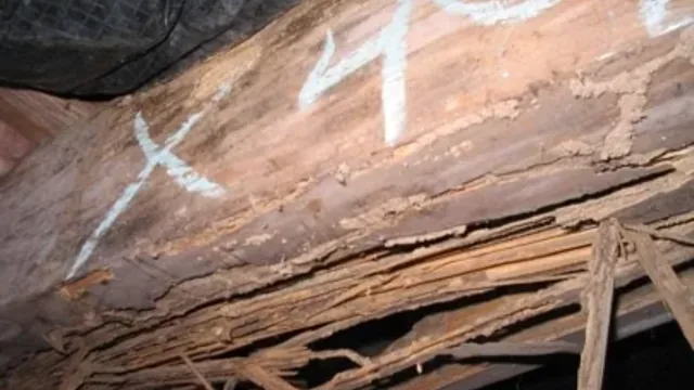 Termite Damage Can Cost How Much?