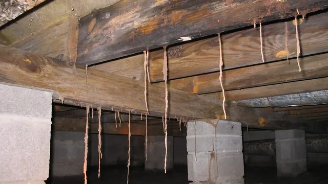 How Much Can Termite Damage Cost in Virginia Beach?