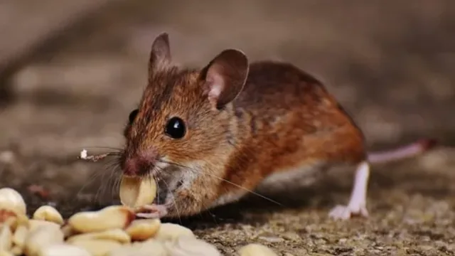 Diseases That Rodents Carry. Do You Have These Symptoms?