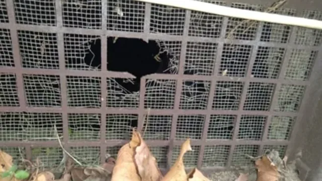 Lake Taylor Rodent Control: How Rats & Mice Enter Homes Near Lake Taylor School