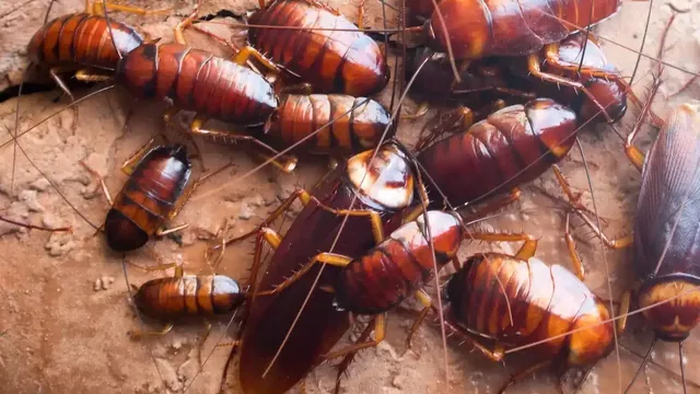Are There Cockroaches in Norfolk, VA? What to Know