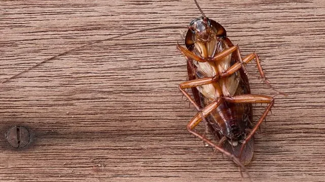 I Just Found A Big Roach In My Home!