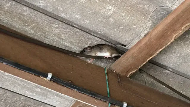 How to Prevent Rodent Infestations in Newport News, VA Homes