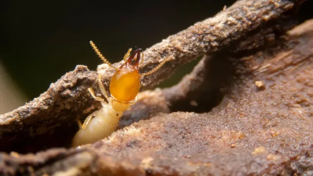 How Moisture Levels Increase Termite Risk in Chesapeake Houses
