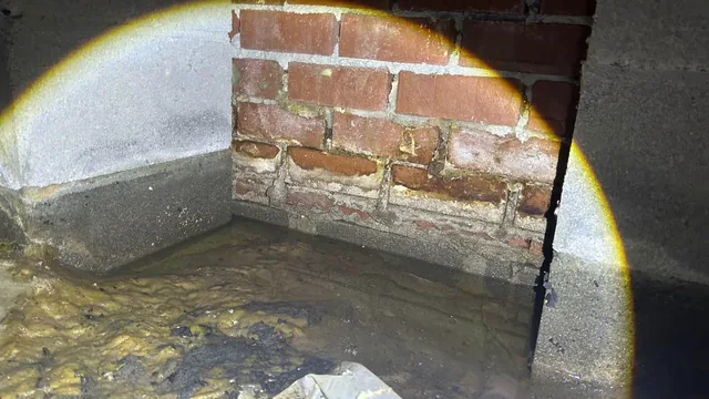 The Princess Anne Pool: Why Standing Water Under Your Virginia Beach Home Is a Structural Emergency