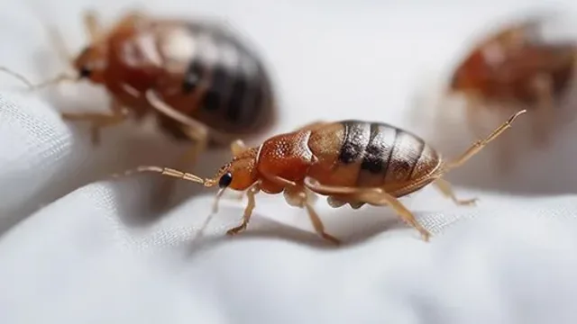 Bed Bug Battles: Strategies for Identifying, Treating, and Preventing
