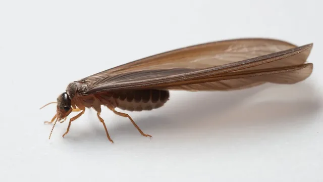 Flying Ants or Swarming Termites? How to Spot the $10,000 Mistake in Hampton Roads