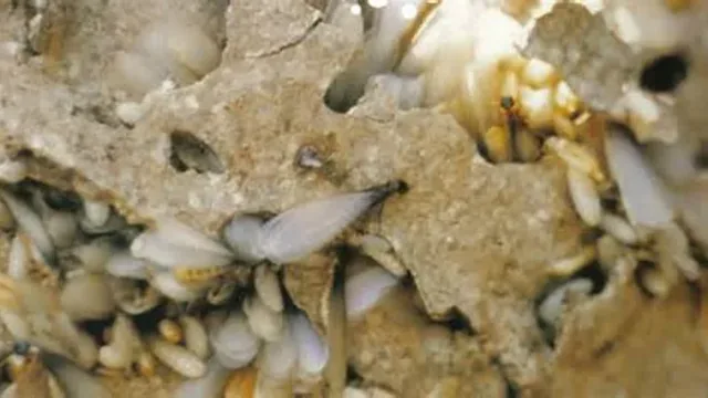 The 2026 ‘False Spring’ Alert: Why Newport News Termites are Swarming Weeks Early