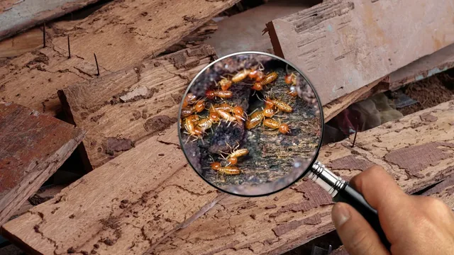 Hampton Roads Termite Damage Facts: What Every Homeowner Should Know