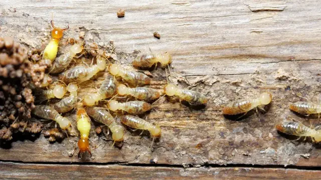 What Types of Termites Are in Chesapeake, VA?