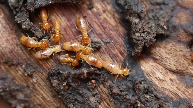The Big Wait: Why the 2026 Drought has Hampton Roads Termites Stuck Underground
