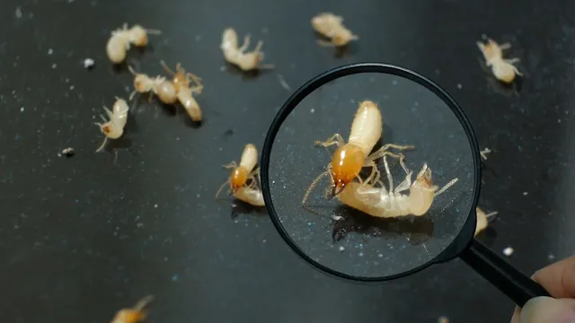 Choosing a Termite Treatment in Greenbrier: Options, Timelines, and What to Expect