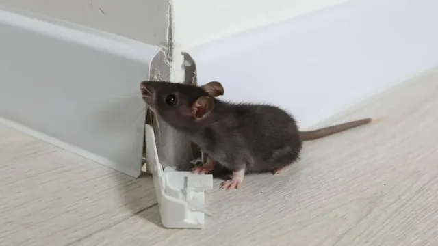 Virginia Beach Fall Rodent Prevention Guide | Coastal Homes