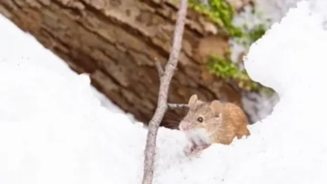 Top Winter Pest Invaders