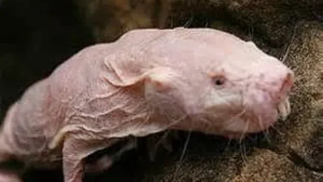 Naked Mole Rat!!!