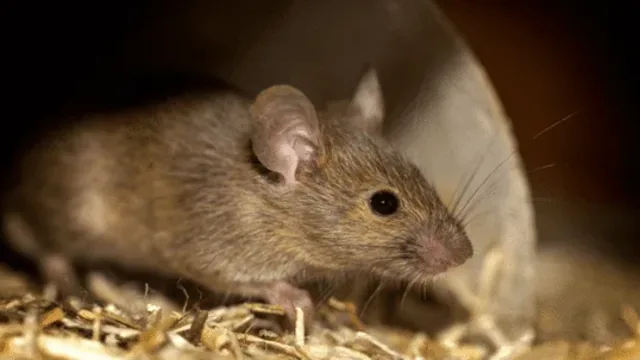 Mouse Invasion: Understanding Common Entry Points in Your Home